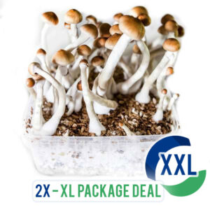 https://secretancientlab.com/wp-content/uploads/2023/11/2x-xl-magic-mushroom-xl-kit-1-300x300.jpg